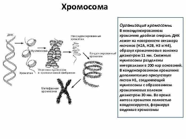 Хромосома хроматида хроматин. Строение хроматина и хромосомы. функции хроматина и хромосом. образование хромосом из хроматина. структура хроматина хромосом.