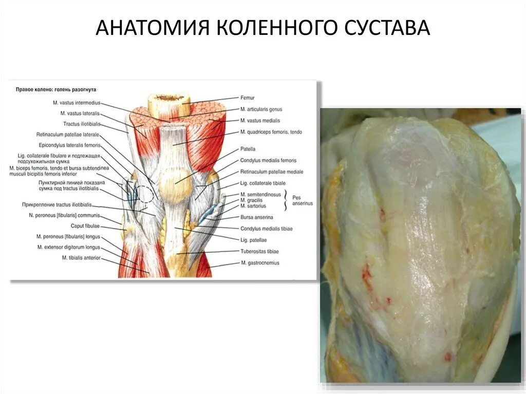 Связки тела. Анатомия коленного сустава и связок в разрезе. Мышцы коленного сустава анатомия человека. Строение мышц коленного сустава человека. Коленный сустав строение анатомия с мышцами.