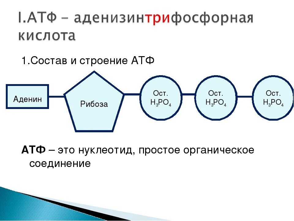 В состав атф входит связь. Строение АТФ биология. Строение молекулы АТФ биология. Функции молекулы АТФ. Строение молекулы АТФ.