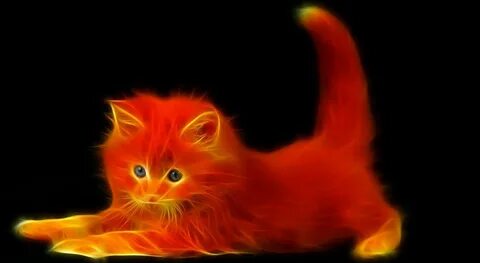 Коте и красный