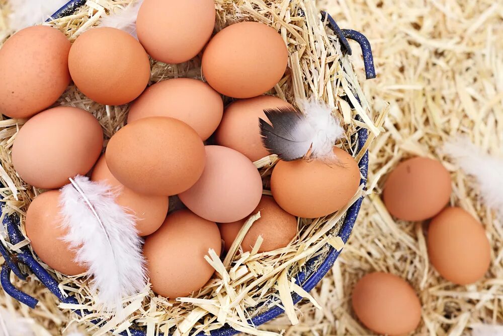 Продуктивность яиц. Куриные яйца ферма. яйцеферма. визитка куриные яйца. ведро яиц куриных.