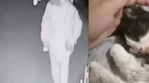 Отрезанная голова кошки