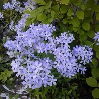 Невеста садовая многолетняя фото цветов