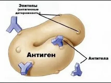 Антигенные детерминанты