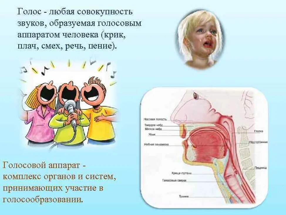 Голосовой конспект. Строение голосового аппарата. Строение голосового аппарата для детей. Певческий аппарат строение голосового аппарата. Голосовой речевой аппарат.