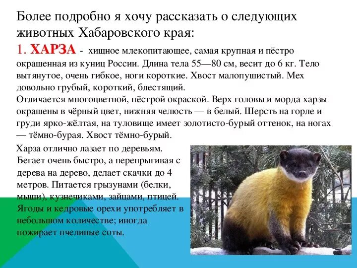 Животные из красной книги хабаровского края