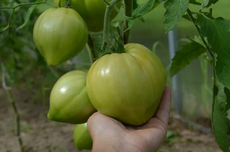 Бычье сердце в теплице. Бычье сердце в теплице. Сорт томата бычье сердце в парнике. Подвязка томатов бычье сердце. Томат бычье сердце.
