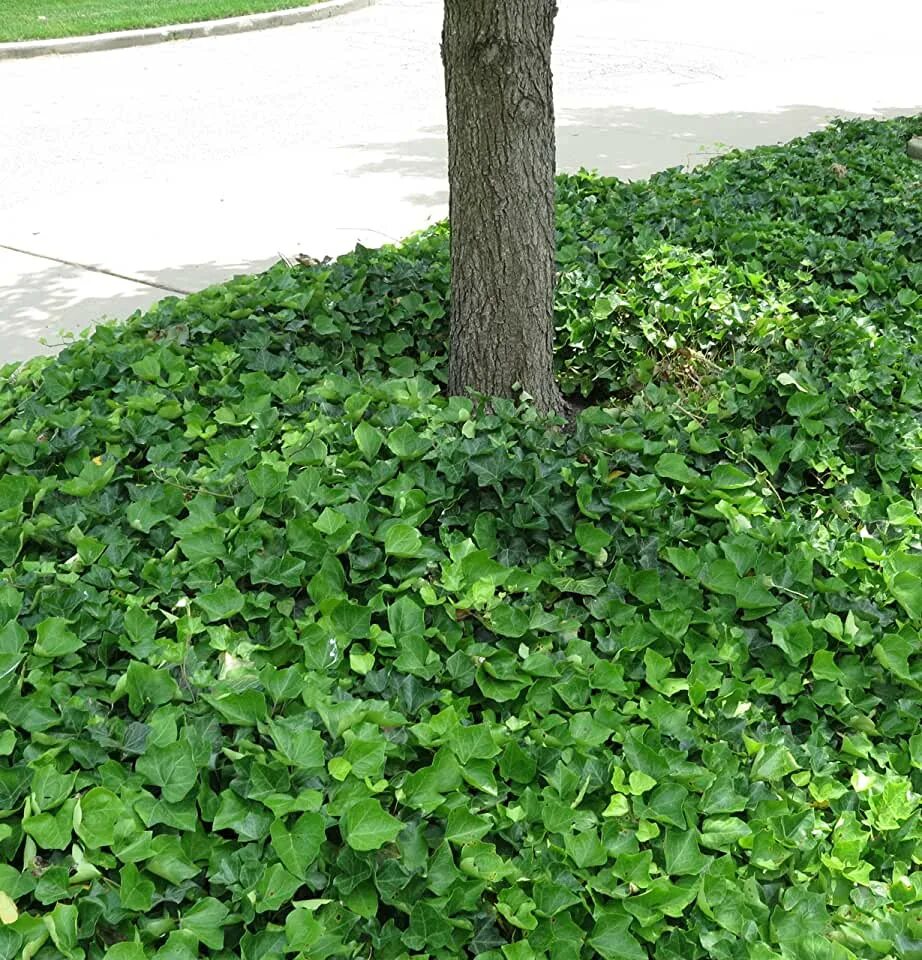 Тимьян ползучий (thymus serpyllum 'magic carpet'). Стелящаяся трава. Почвопокровник будра плющевидная. Седум мох почвопокровные. Стелящаяся трава.