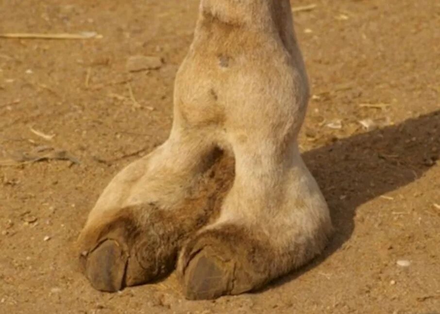 похожи ли копыта верблюда и косули