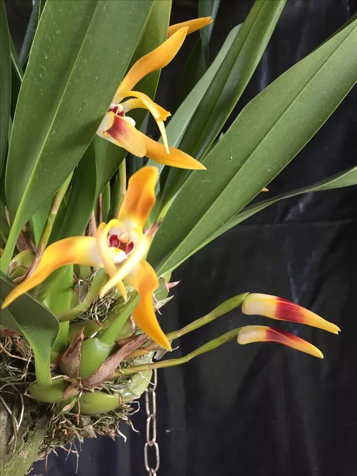 Орхидея Maxillaria variabilis купить в Набережных Челнах Товары для дома и дачи 