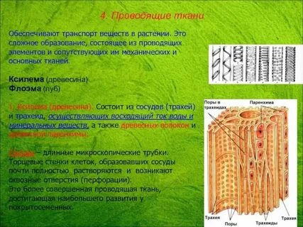 Какими чертами обладает проводящая ткань