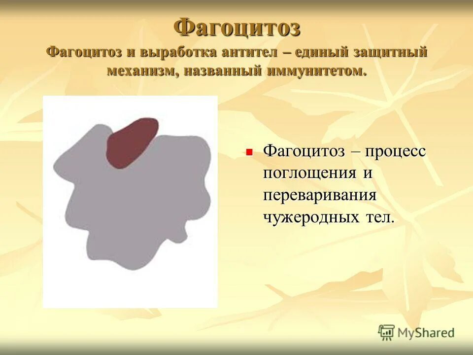 фагоцитозом называют. этапы завершенного и незавершенного фагоцитоза. фагоцитоз презентация. фагоциты функции свойства. фагоцитозом называют.