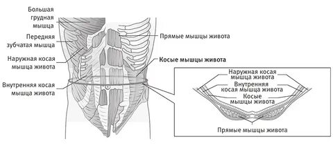 2 брюшная мышца