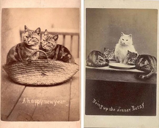 Движение первых кот. Самая первая фотография кота. Первый снимок кота. Первая в истории фотография кота.