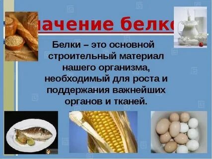 Белки значение для клетки
