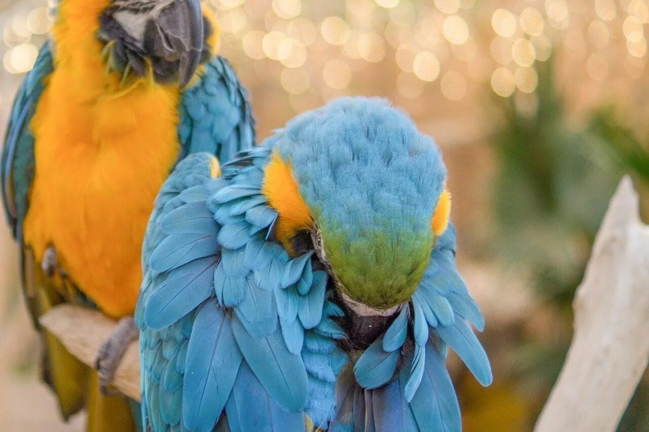 К чему снится попугай во сне. Попугай ара. Попугаи ара (голубой и зеленый). Голубой волнистый попугай рарт. Ара и волнистый попугай.