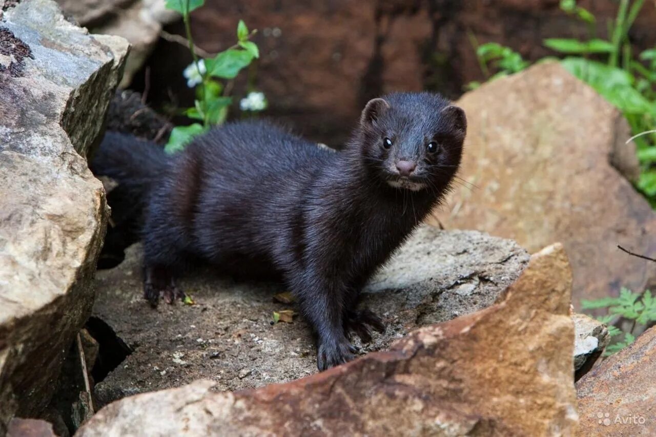Европейская норка (mustela lutreola). Норка хищник. Норка зверек сем куньих. Длинный черный зверек. Хорь лесной mustela putorius.