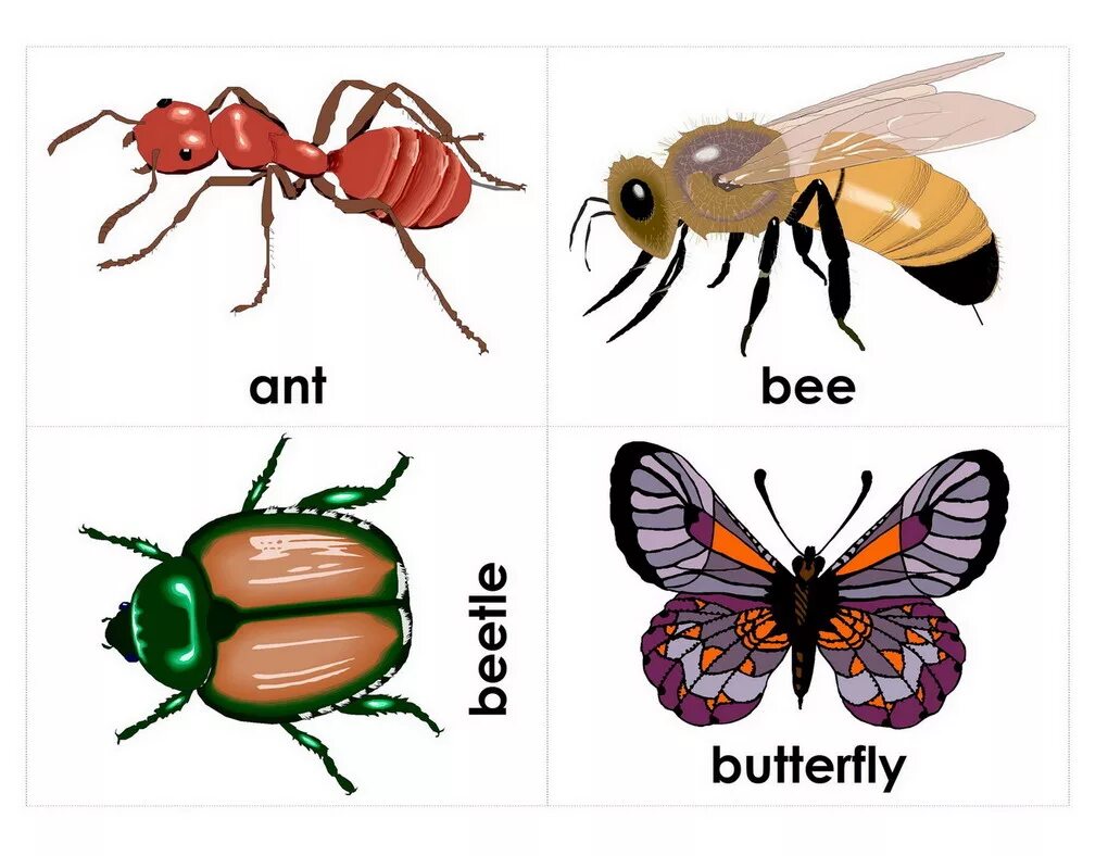 Насекомые для дошкольников. Карточки на английском насекомые. Карточки для детей. Насекомые. Карточки с изображением насекомых. Жук на английском языке