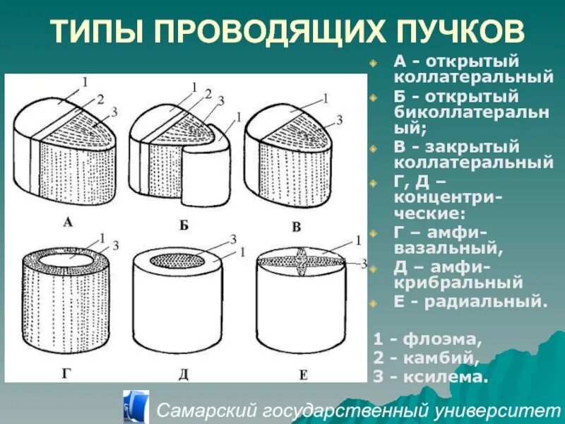 Положение пучков. Типы проводящих Пучков растений коллатеральный. Типы проводящих Пучков коллатеральный биколлатеральный. Типы проводящих Пучков ботаника. Проводящие пучки типы проводящих Пучков.