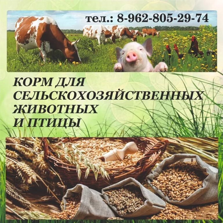 Объявления с х животных. Корм для сельхоз животных. Домашние поросята на продажу. Корма для сх животных реклама. Объявления с х животных.