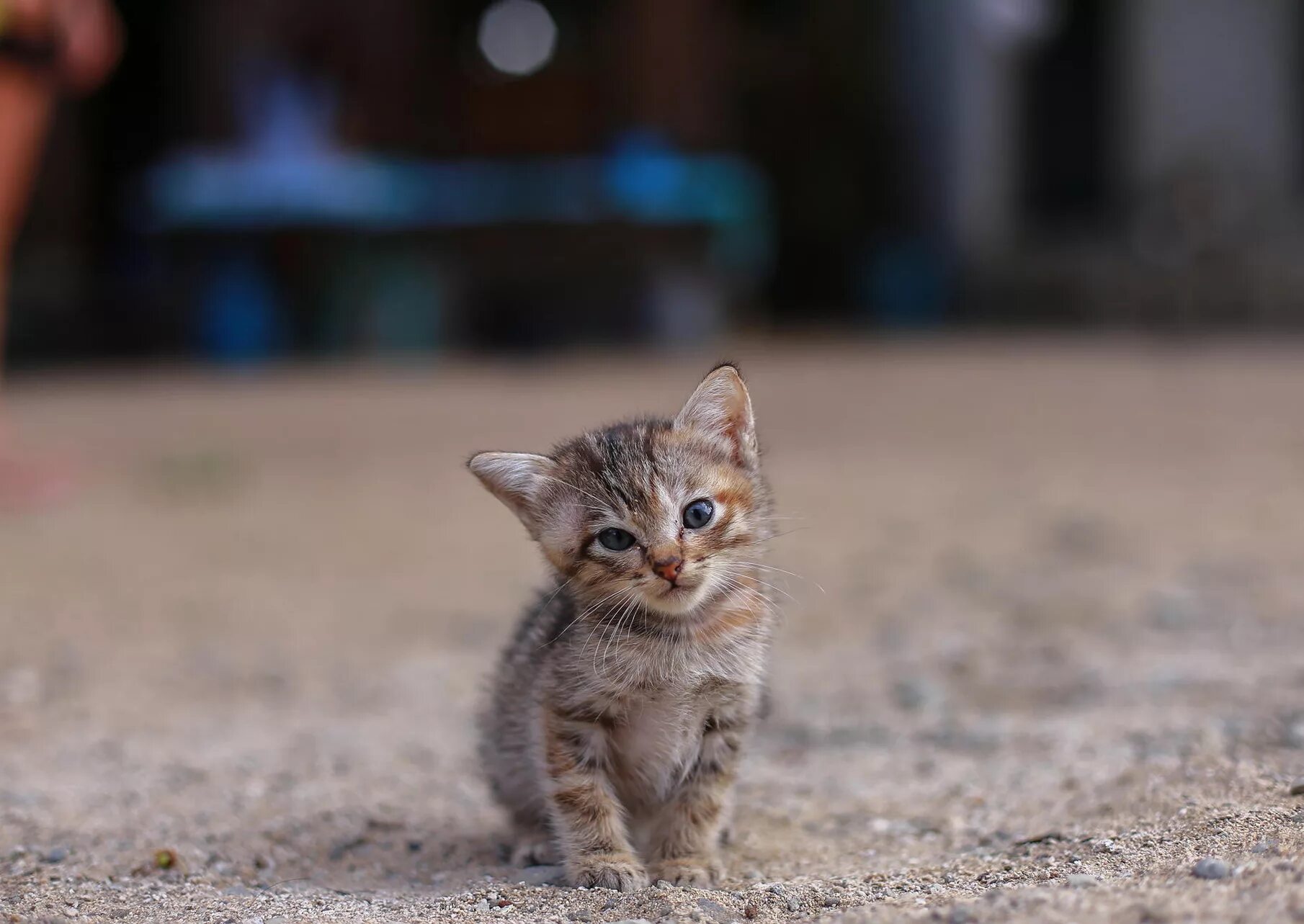 Kitten latenight