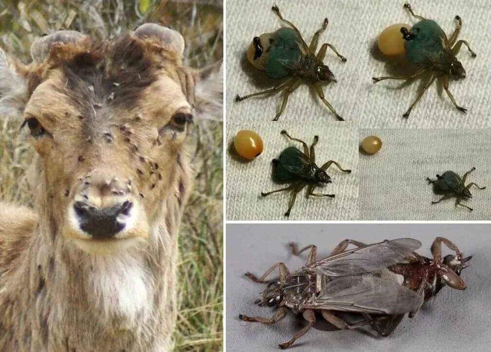 клещ диких животных