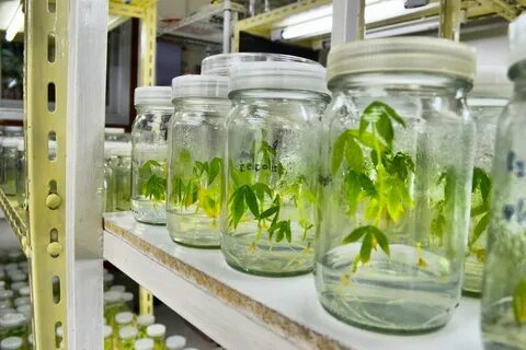 Plant tissue culture