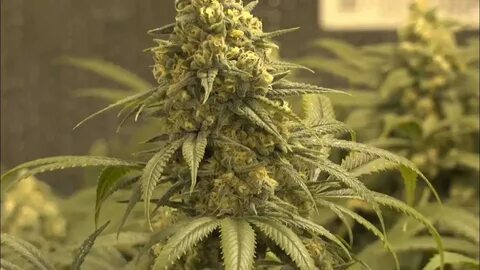 Grow days
