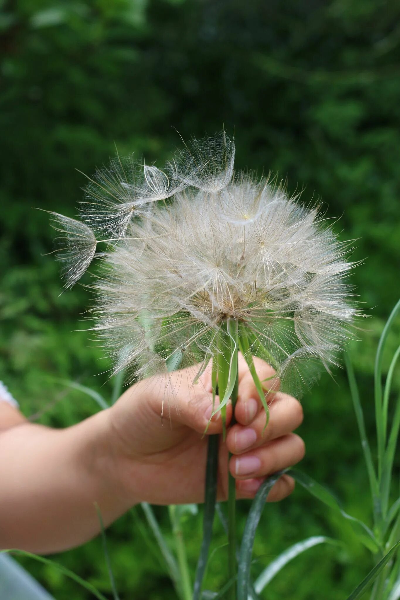 Осота трава одуванчик. Похож на одуванчик. Цветение одуванчика. Одуванчик узколопастный. – одуванчик лекарственный.
