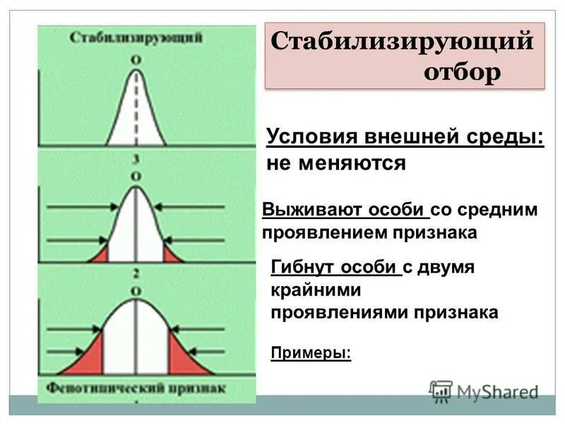 Стабилизирующая форма отбора результат