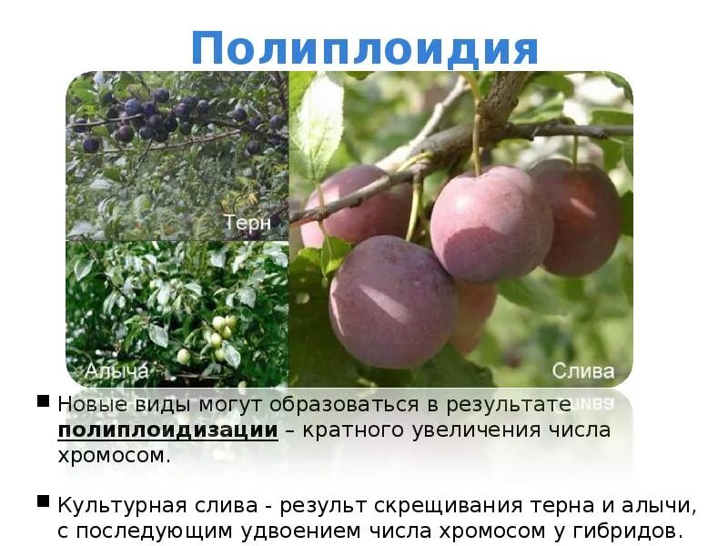 Гибрид терна и сливы. Полиплоидные растения в природе. Алыча и терн скрещивание. Методы селекции полиплоидия. Гибридизация аутбридинг.