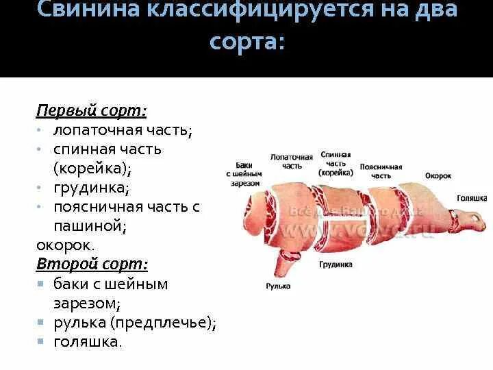 Карбонат какая часть свинины. Части туши свиньи корейка. Разруб свиной туши корейка. Части туши свиньи кострец. Сорта частей туши свиньи.