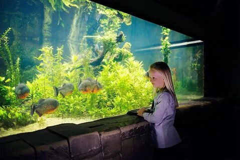 Включи аквариум 4