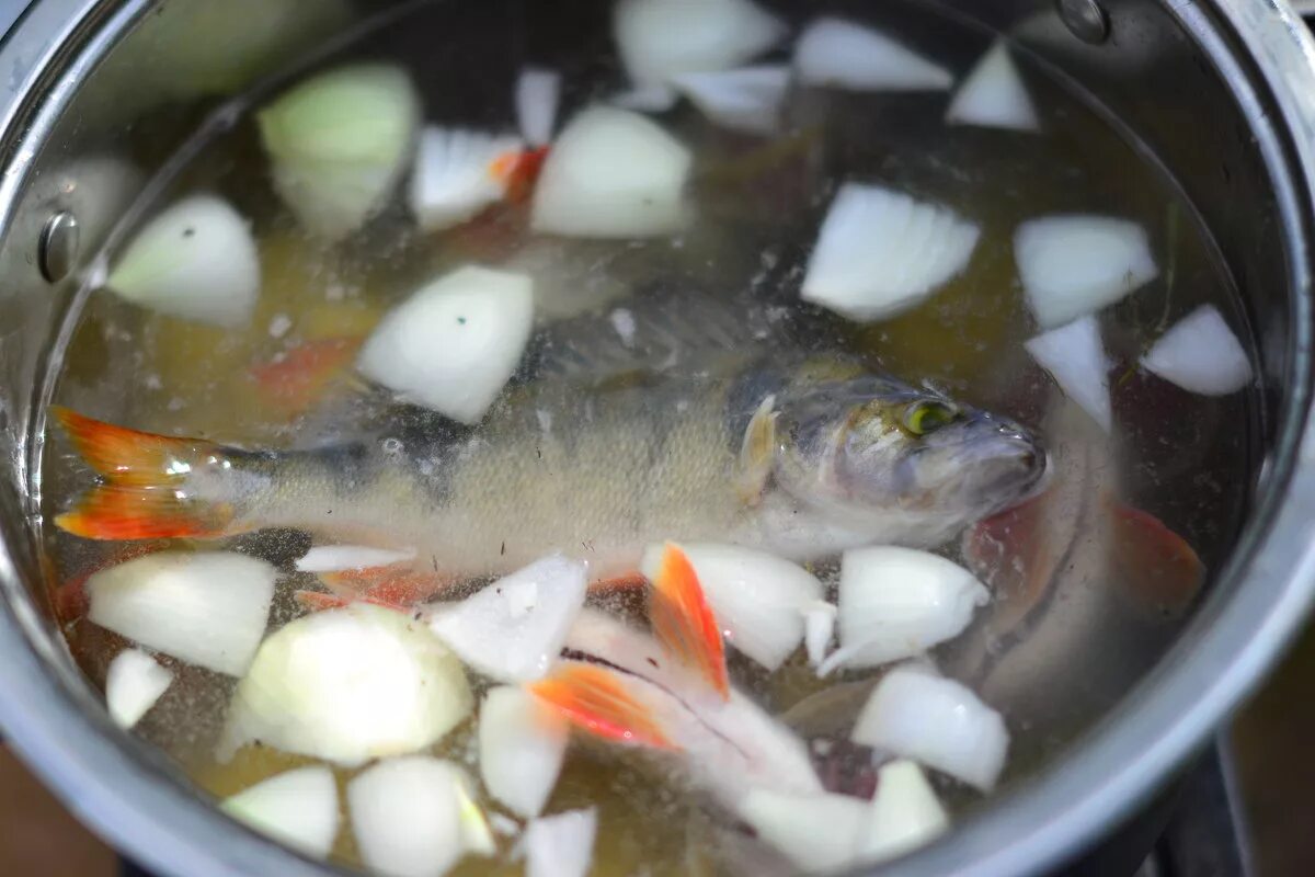 Как варить уху из окуня. Суп рыбный из окуня речного. Уха из окуньков речных. Уха из окуня речного на костре. Уха из осетрины.