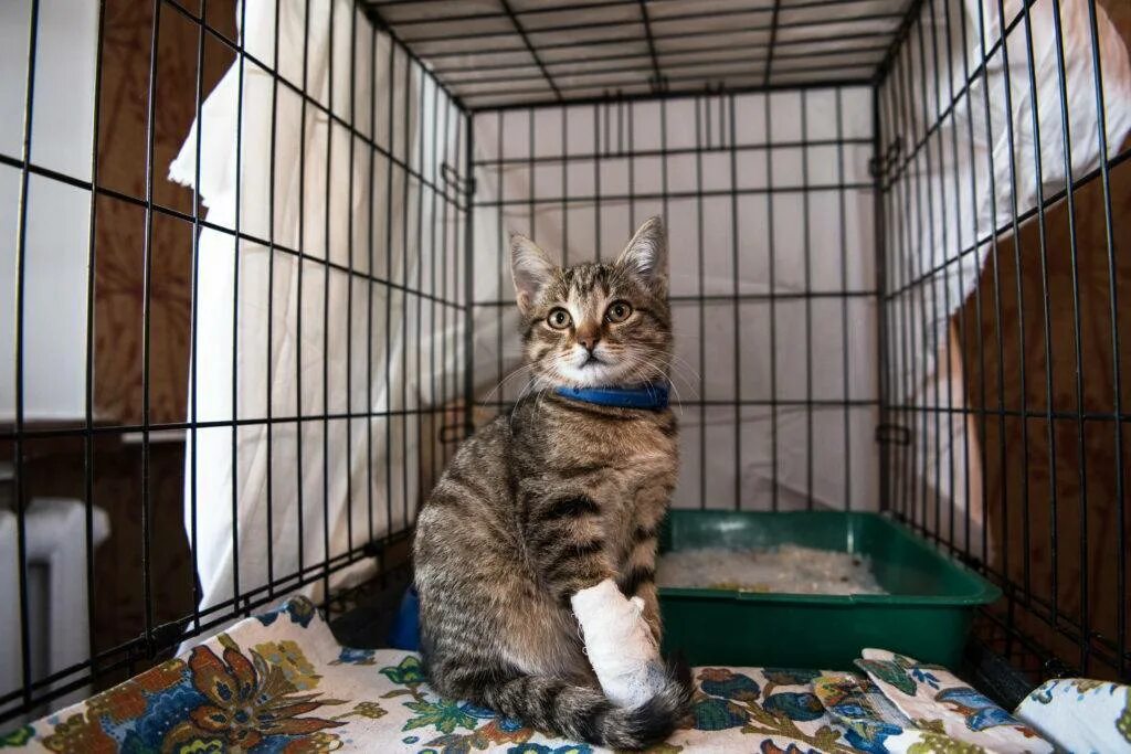 Котохаус приют спб. Отдам котенка реклама. Приют для кошек в москве. Кошачий приют. Приют для бездомных кошек.