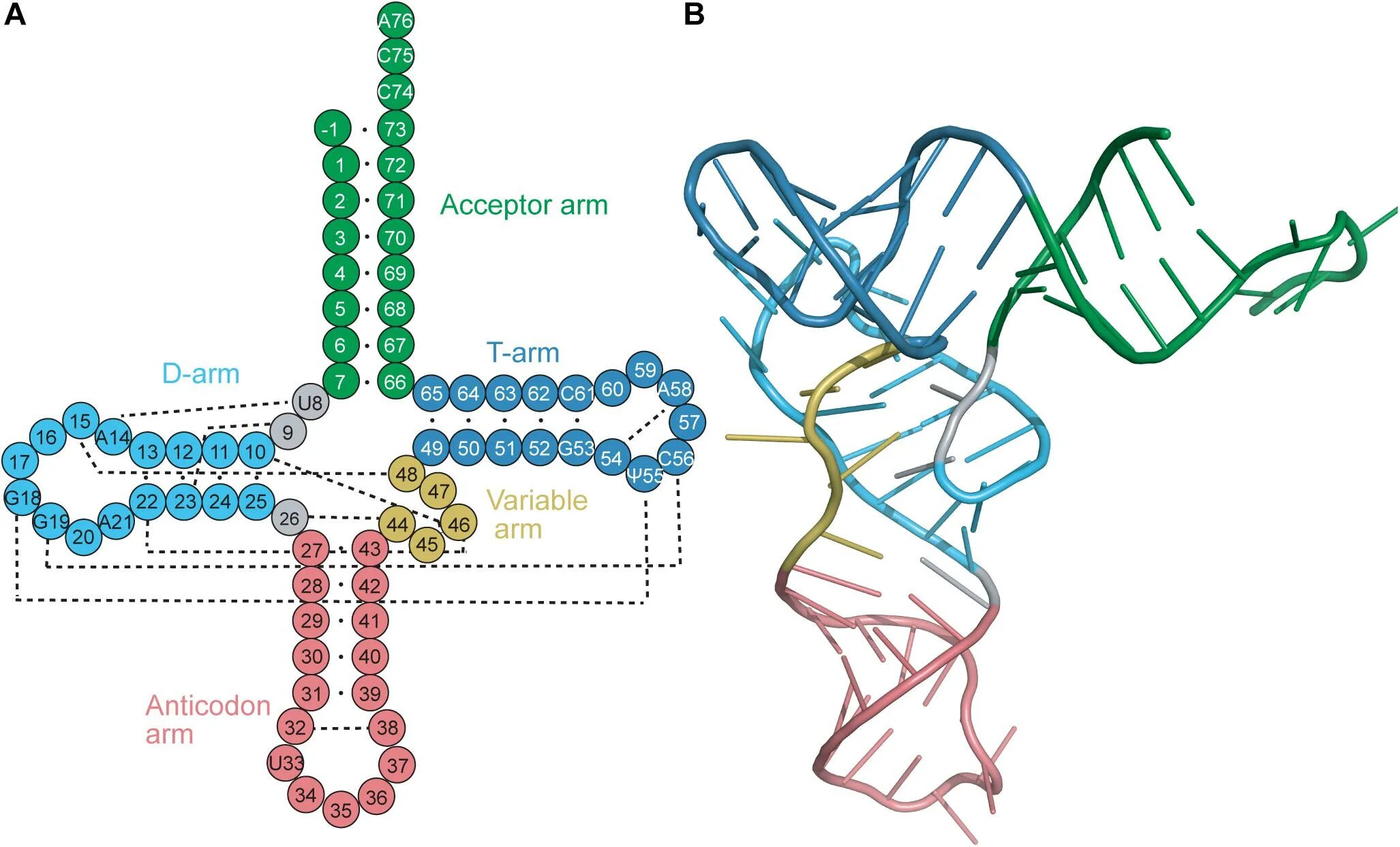 Палиндром биосинтез. TRNA structure. Трехмерная модель ТРНК. Палиндром ТРНК. Гидрофобный хвост ТРНК.