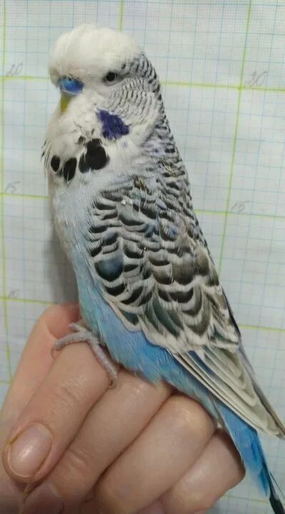 Ввп чех. Ввп попугаи чехи вертолеты. Попугай чех птенцы маленькие. Ввп чехи попугаи. Получехи попугаи фото.