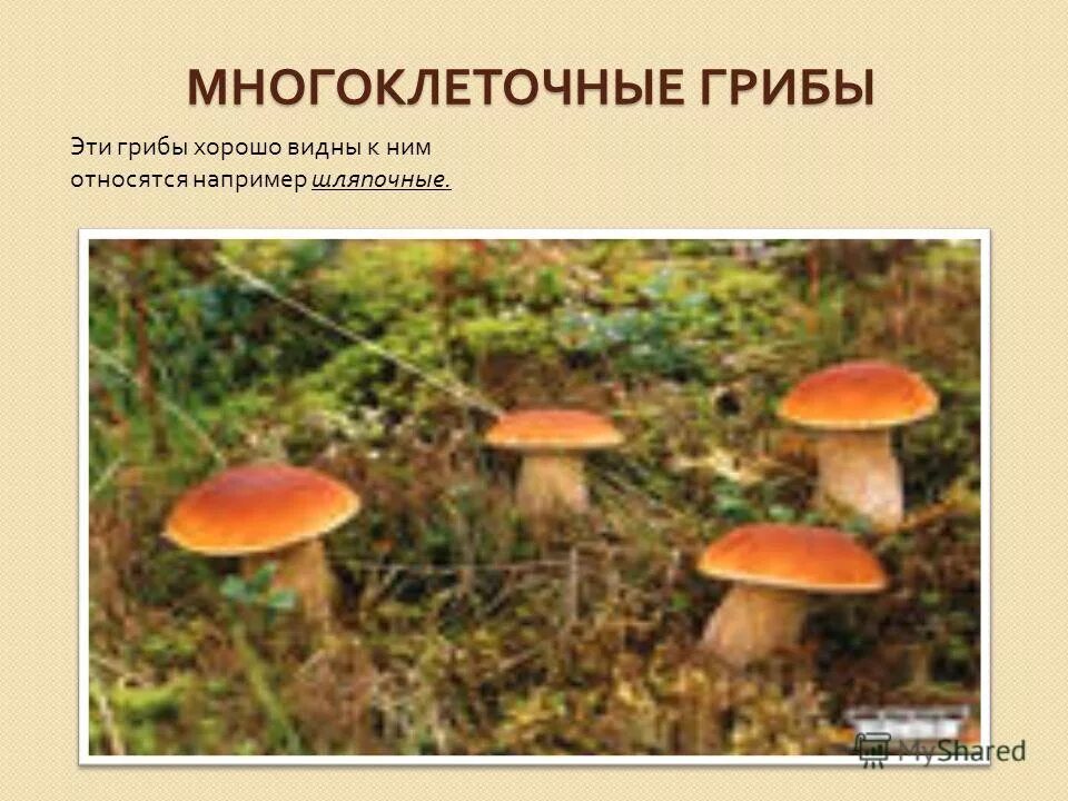 Многоклеточные грибы. Многоклеточные грибы названия. Примеры многоклеточных грибов. Представители многоклеточных грибов.