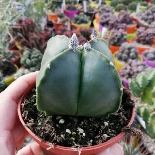 Astrophytum myriostigma "quadricostatum" var. nudum - Giromagi Ca...