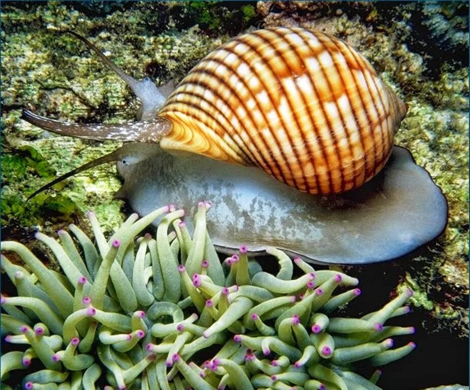 Морские брюхоногие. Морские брюхоногие моллюски. Брюхоногие моллюски в море. Брюхоногий морской моллюск хищник. Морская улитка Hinea brasiliana.