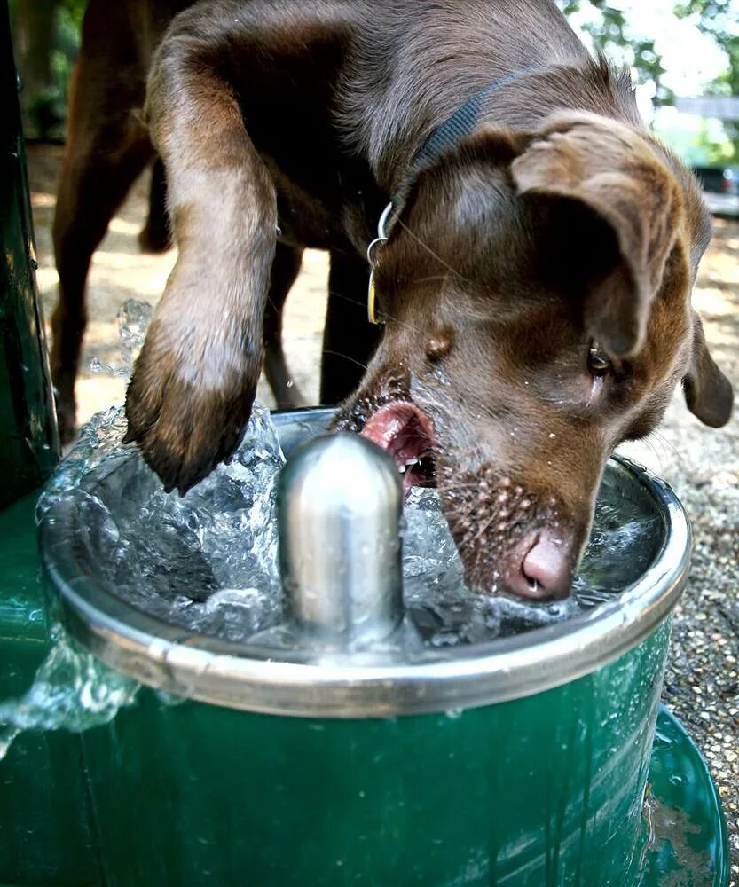 Животное пьет воду. Налейте животным воды. Жажда у животных. Собака пьет. Щенок много пьет