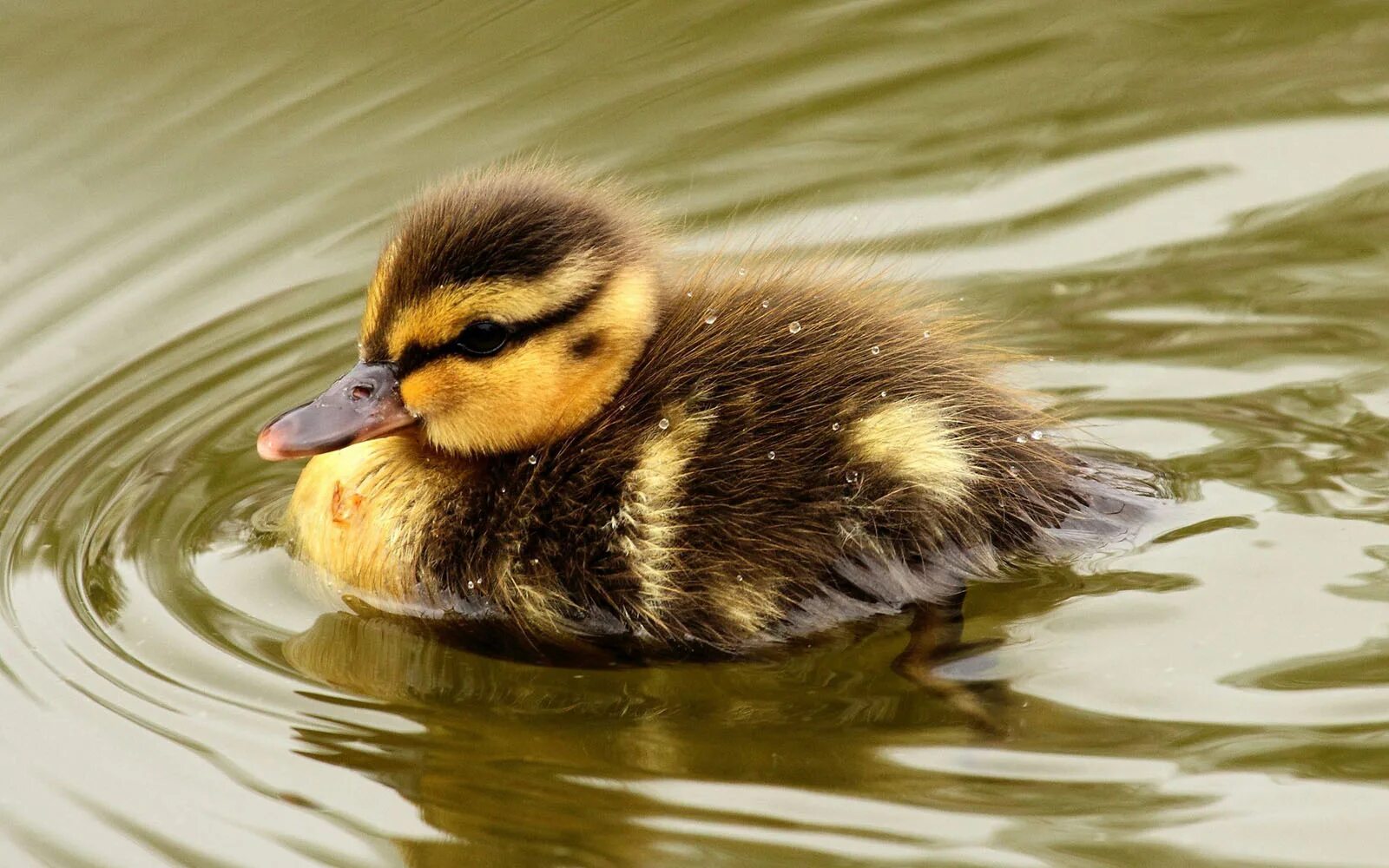 Милую уточку. Сонная утка. Милую уточку. Утята гусята муларды. Милые утята.