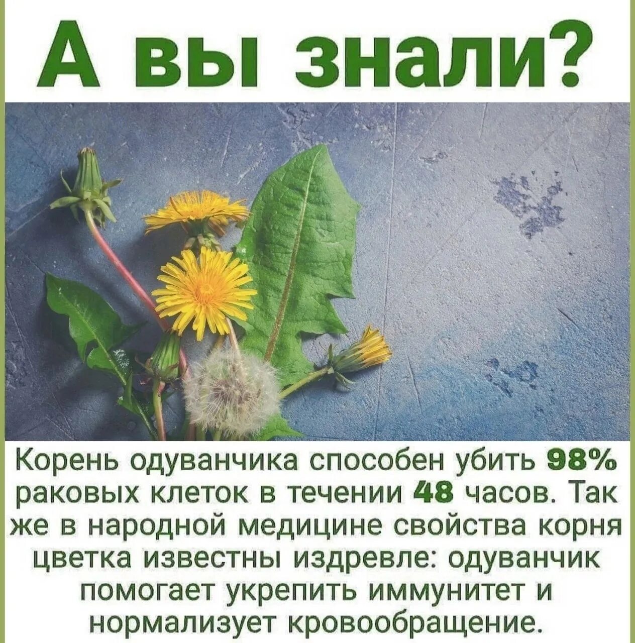 Корень одуванчика. Зарезанный одуванчик. Корень от одуванчика. Одуванчик показания