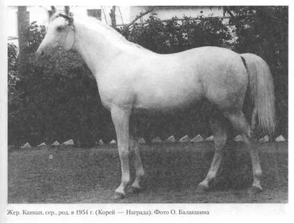 Жеребец 1970
