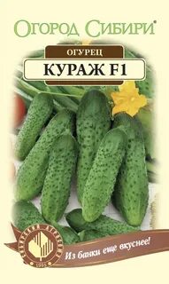 Огурцы кураж ф1 описание сорта фото отзывы