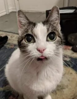 Почему не пришли cats