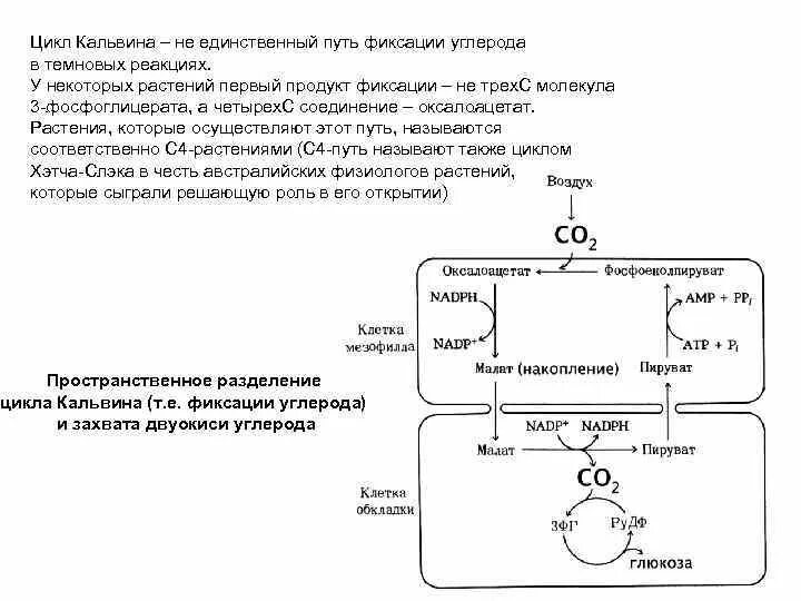 Содержит ферменты цикла кальвина. С3 путь фотосинтеза цикл кальвина кратко. цикл кальвина упрощенная схема.