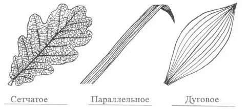 Сложные сетчатые листья