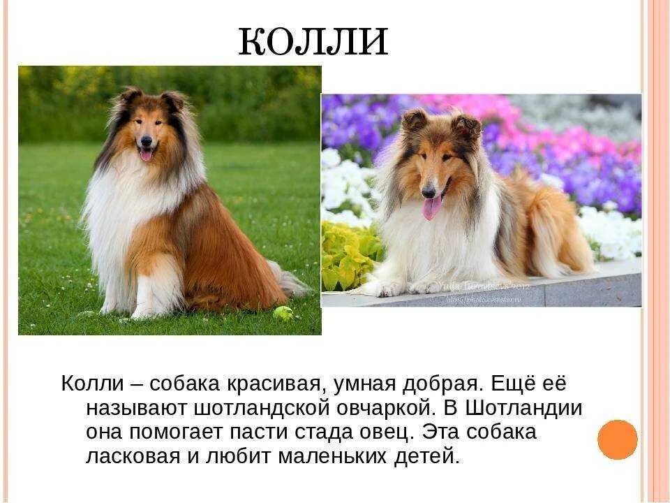 Шотландская овчарка колли аутбридинг. Шелти собака характеристика. Колли шотландская овчарка среднеазиатская. Доклад про породу собак колли. Колли порода собак описание.