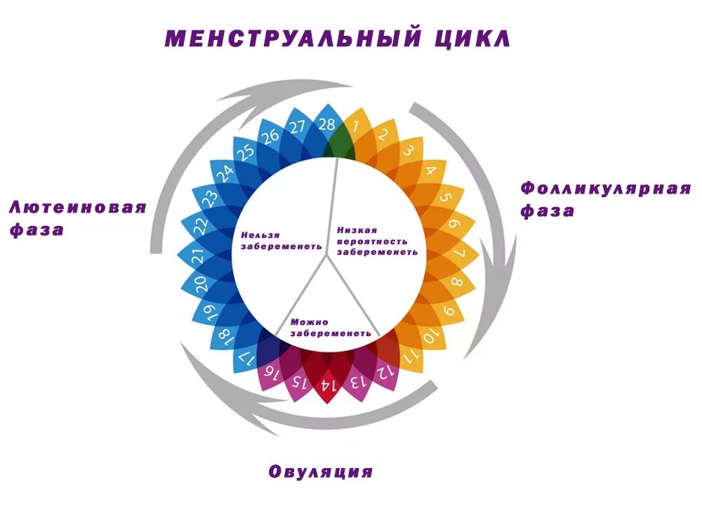 Фазы цикла менструационного цикла. Стадии цикла месячных. Стадии месячных. Овариально менструационного цикла. Менструальный цикл и его фазы.